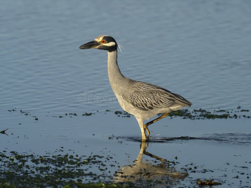 Yellow-crowned Night-heron, Nycticorax Violacea Stock Photo - Image of ...