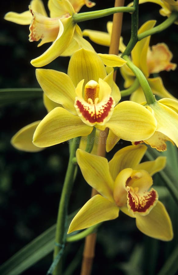Yellow Cymbidium orchid stock photo. Image of blossom - 1576284