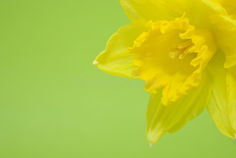 Yellow daffodil