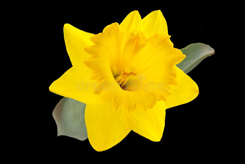 Yellow Daffodil