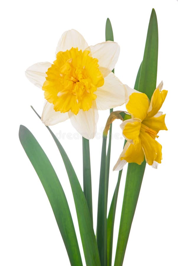 Yellow Daffodil Bouquet Isolated on a White Background Stock Photo