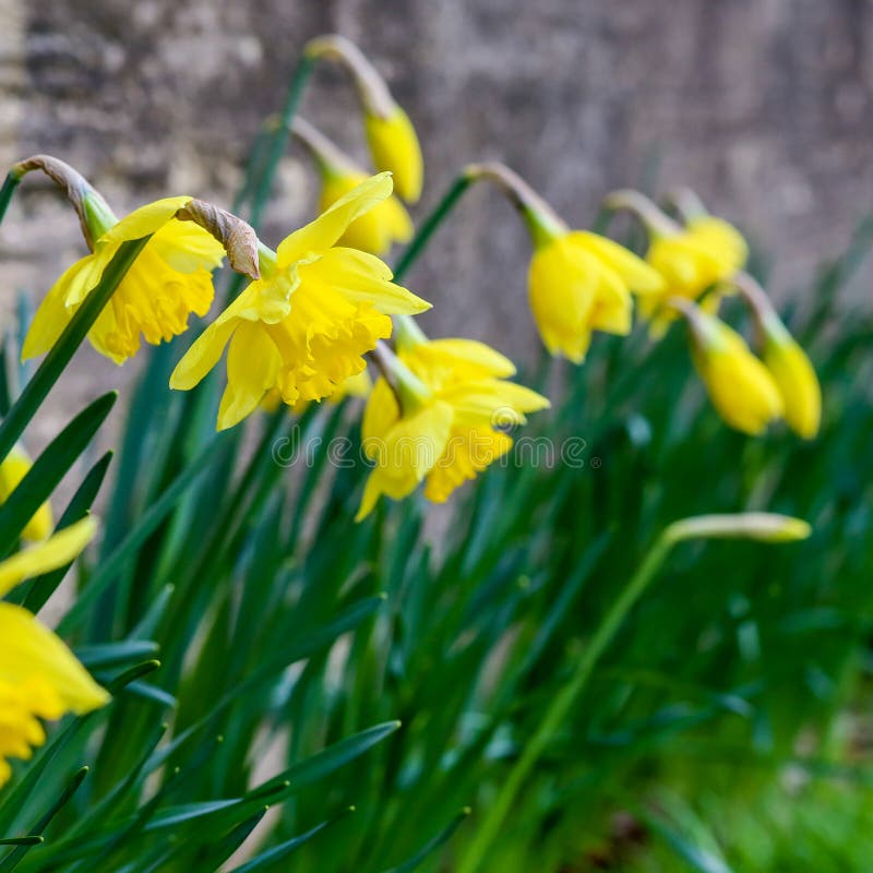 Yellow Daffodil Easter Narcissus Flowers Blooming, Stone Wall Ba