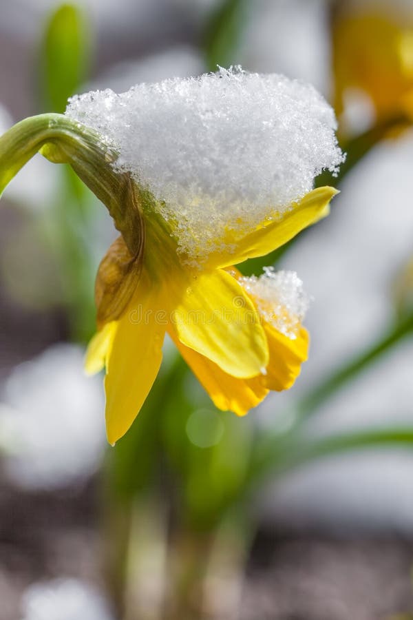 Yellow daffodil flower covered snow