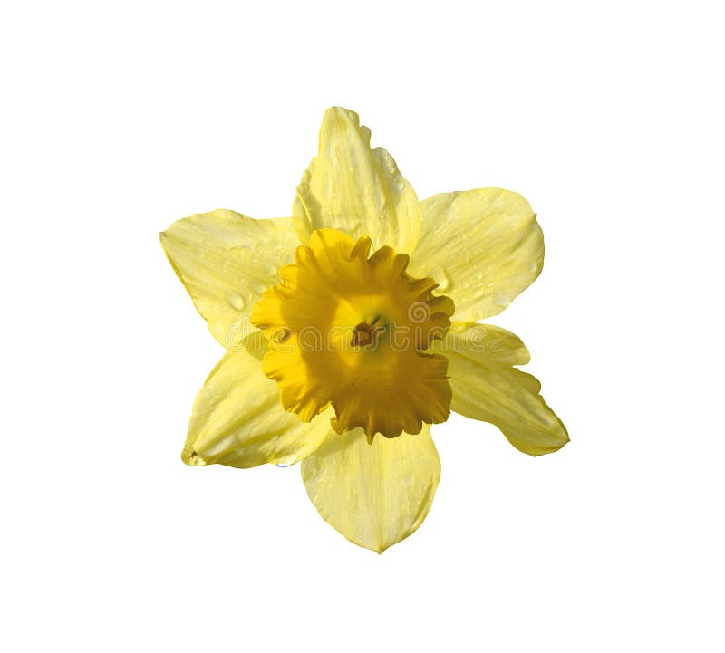 Yellow daffodil flower stock image. Image of closeup 54562485