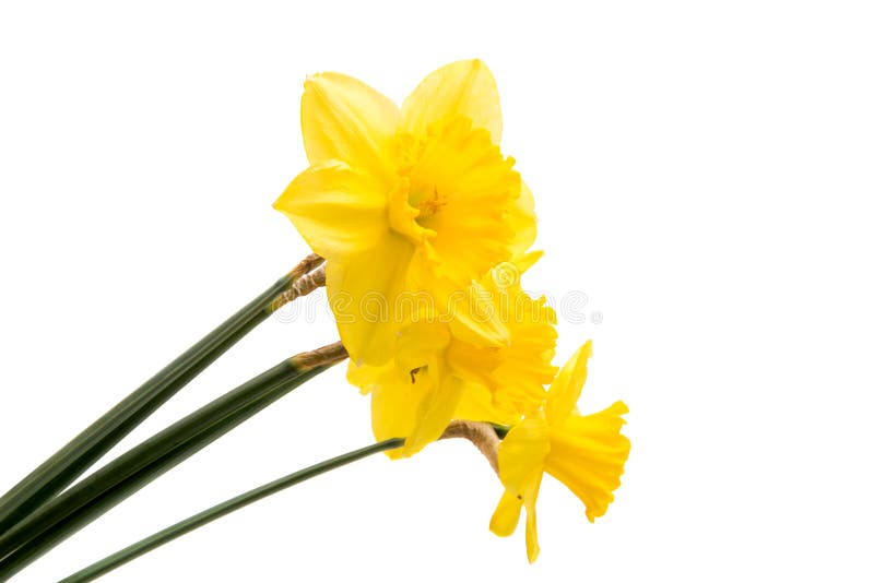 Yellow daffodil flower isolated