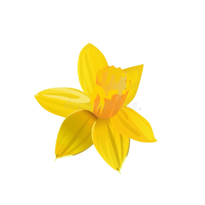 Yellow Daffodil. Flower. Vector Illustration. Stock Vector ...