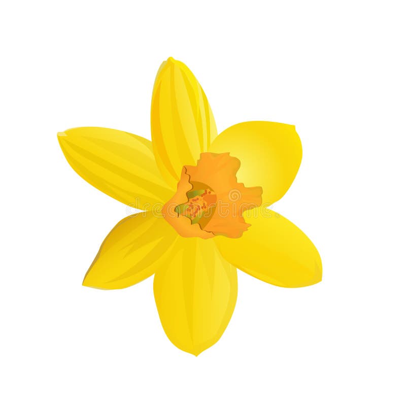 Yellow Daffodil. Flower. Vector Illustration. Stock Vector ...