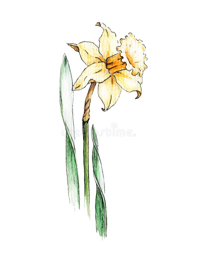 Yellow daffodil flower watercolor image. Spring bright blooming plant hand drawn picture. Yellow narcissus on white background
