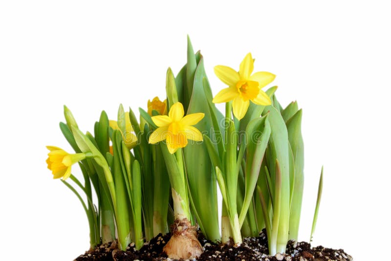 Yellow daffodil flowers