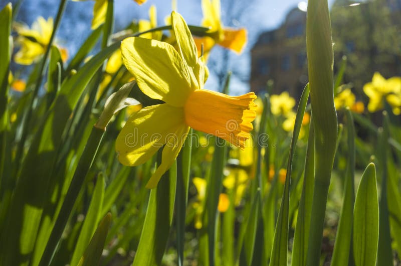 Yellow daffodil flowers in spring, soft focus close up, in Djakneberget park in Vasteras, Sweden photo