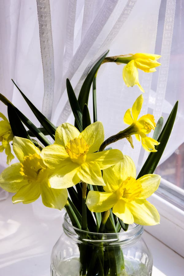 Yellow Daffodil Flowers in Vase on the Table Stock Image Image of flower, natural 178751951
