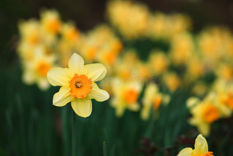 Yellow Daffodil on green background