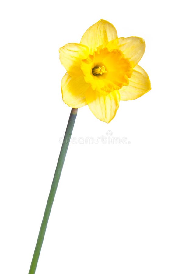 Daffodil head stock photo. Image of flowers, daffodil - 53073632