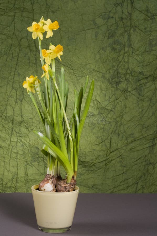 Yellow daffodil in a pot