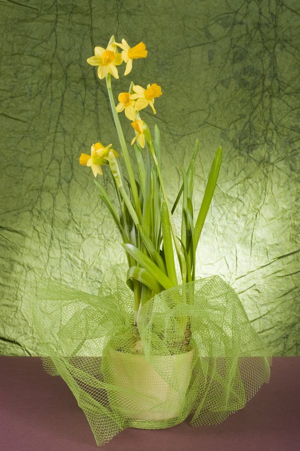 Yellow daffodil in a pot