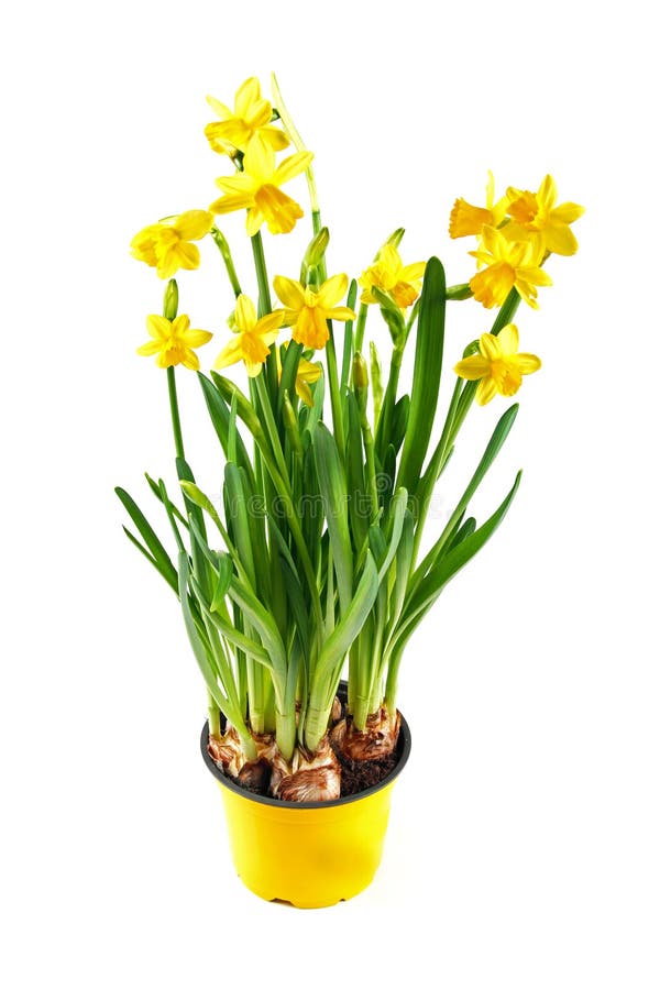 Daffodil In Pot. Isolated On White Stock Image - Image of gardening ...