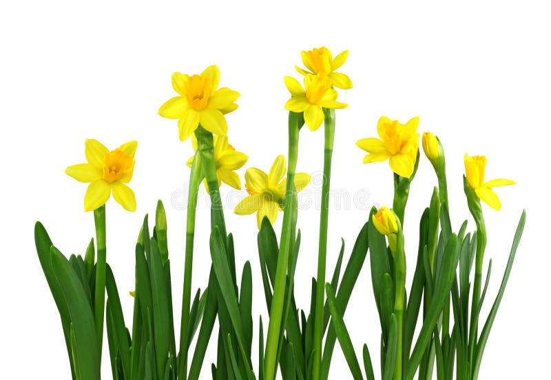 Dwarf iris and daffodils stock image. Image of flower 16595597