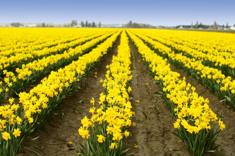 A Field of Daffodils in New England Stock Image Image of daffodils