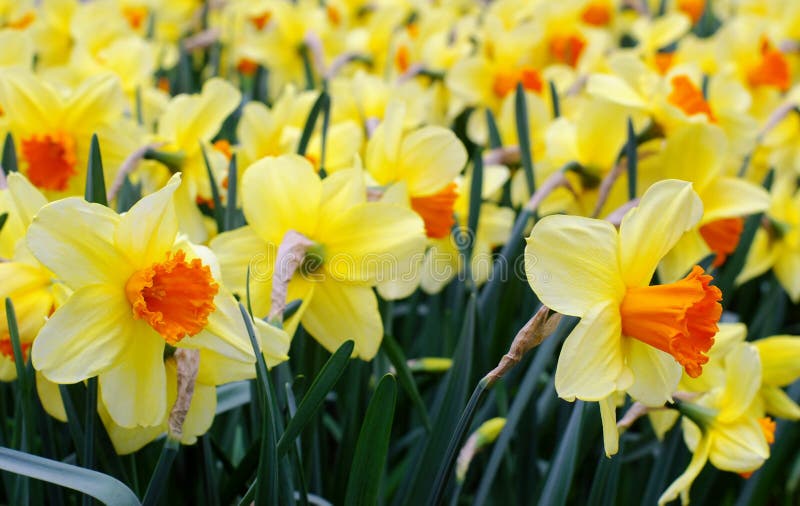 Yellow daffodils