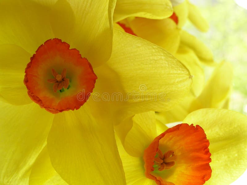 Yellow daffodils