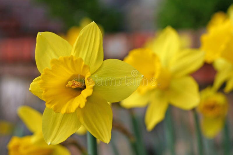 Yellow easter daffodil stock photo. Image of detail, allergy 556698