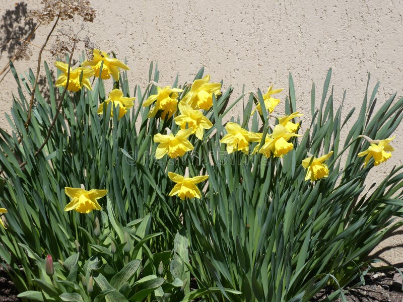 Yellow Daffodils stock image. Image of petal, background 265970915