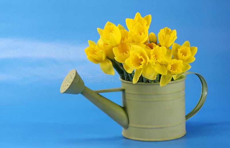 Yellow Daffodils with Blue Sky