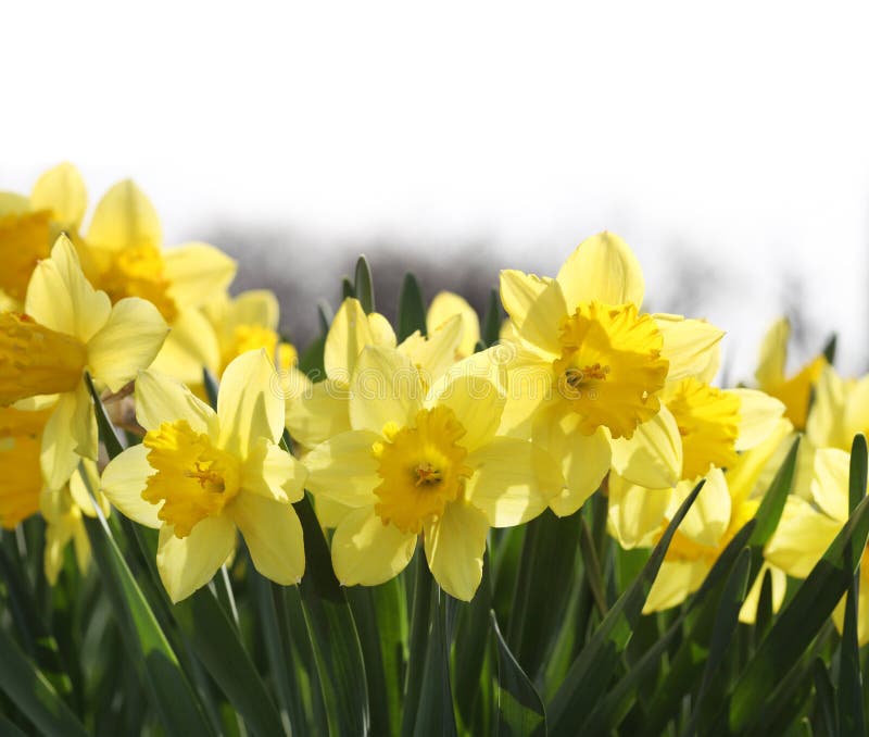 Yellow daffodils