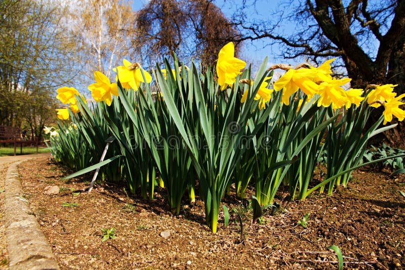 Yellow daffodils