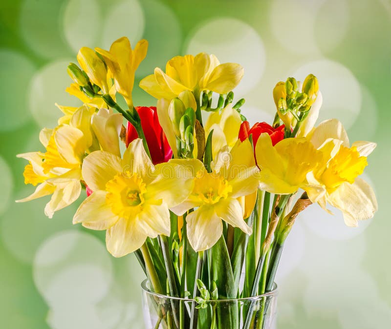 Yellow daffodils and freesias flowers, red tulips in a transparent vase, close up, white background, isolated