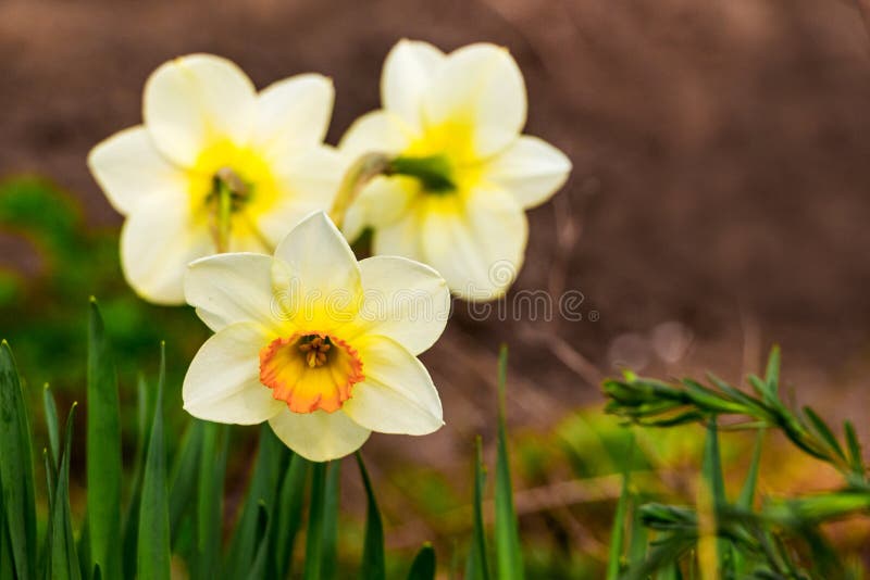 Yellow Daffodils with Green Leaves Close Up on a Blurred Background_ Stock Image Image of