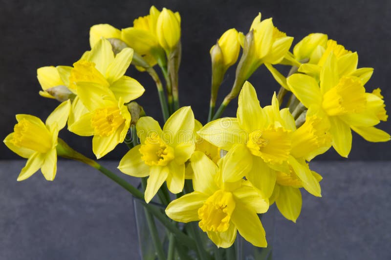 Yellow Daffodils, Jonquils. Stock Photo Image of season, springtime