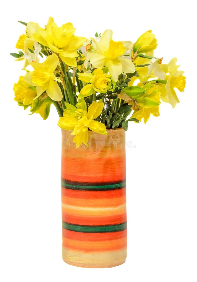 Yellow daffodils (narcissus) flowers in a vibrant colored vase, close up, white background, isolated