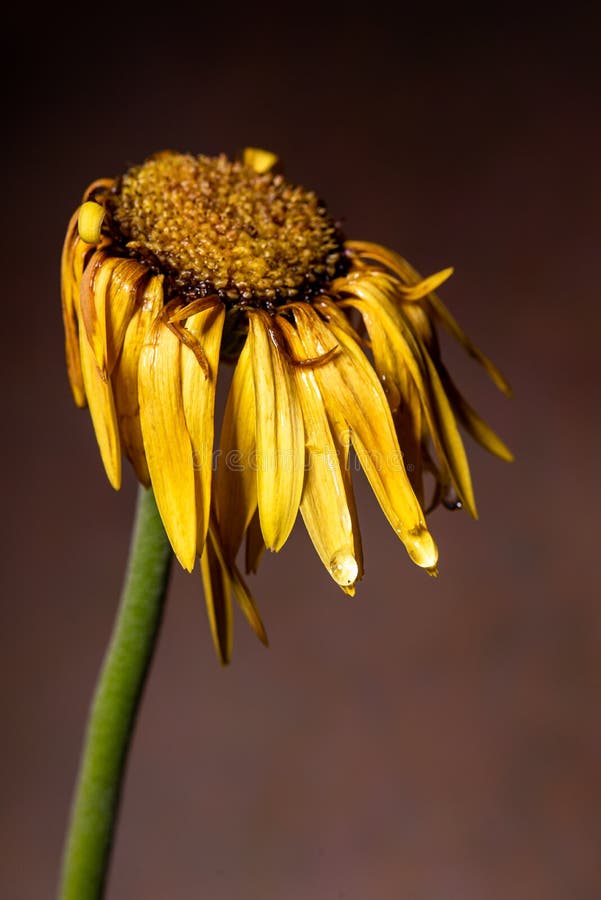 Yellow dahlia withered flower with yellow petals  ready to fall