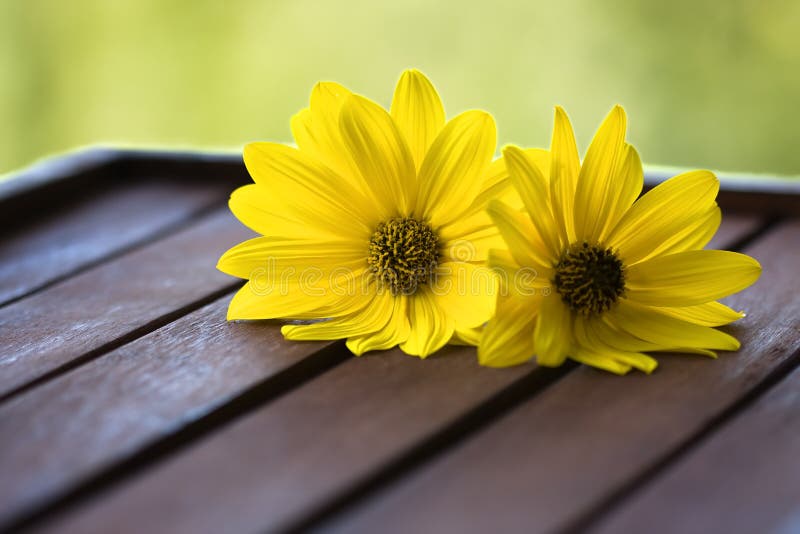 Yellow daisies