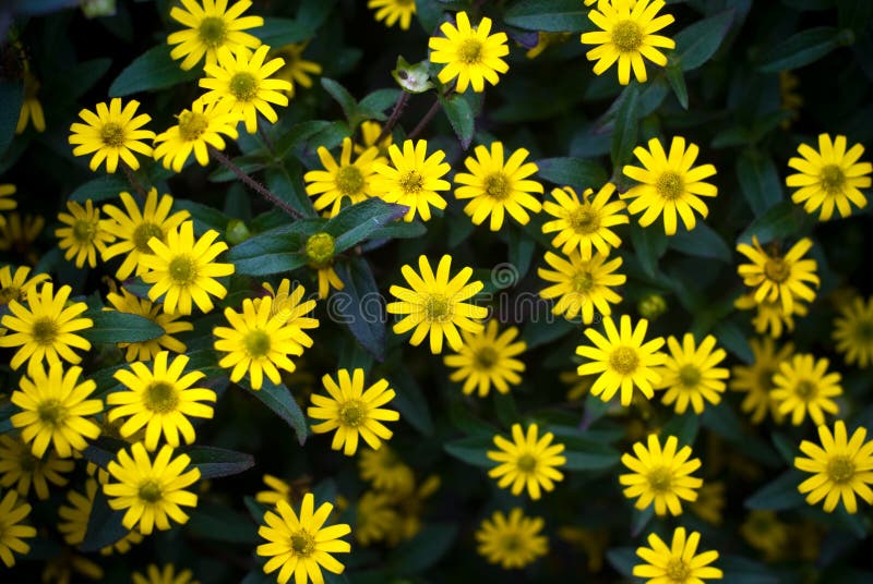 Yellow daisies stock photo. Image of close, leaf, dark 11217138