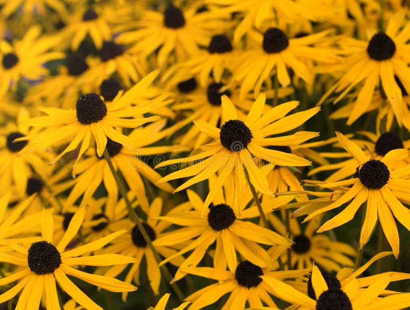 Yellow daisies stock image. Image of daisies, garden 11605713