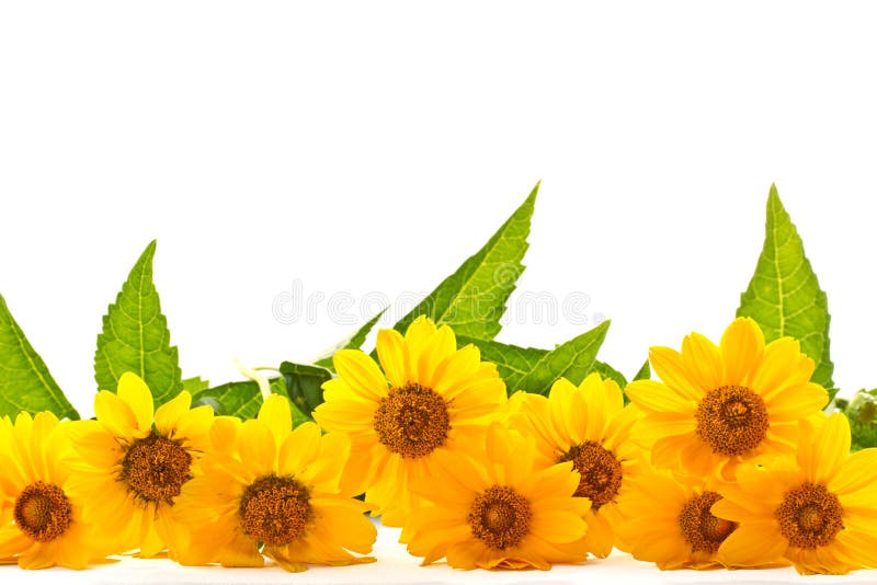 Border Daisies Sunflower stock photo. Image of seasonal 733950