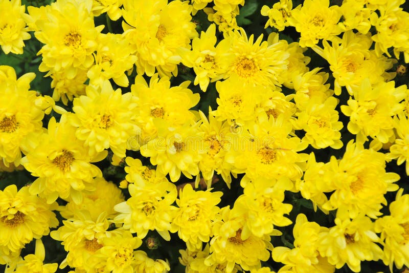 Yellow daisies in the wild stock photo. Image of meadow 39561482