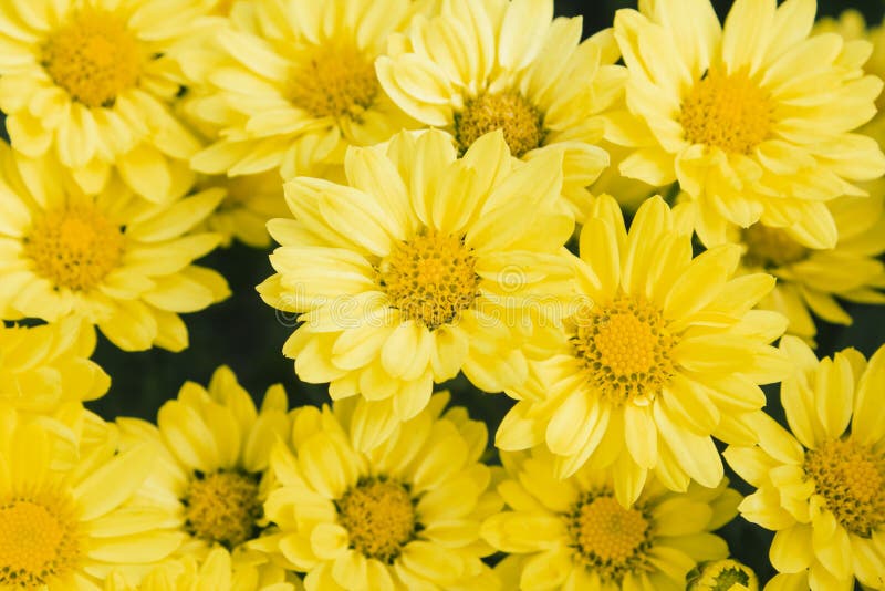 Yellow daisies stock image. Image of dainty, bright, ornamental 45546997