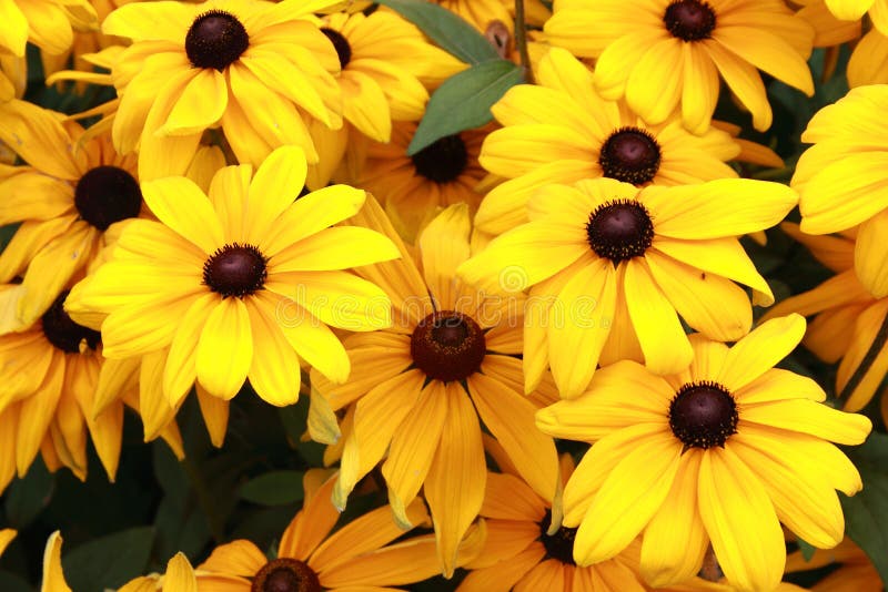 Yellow daisies stock image. Image of green, leaf, moonflower 130300593