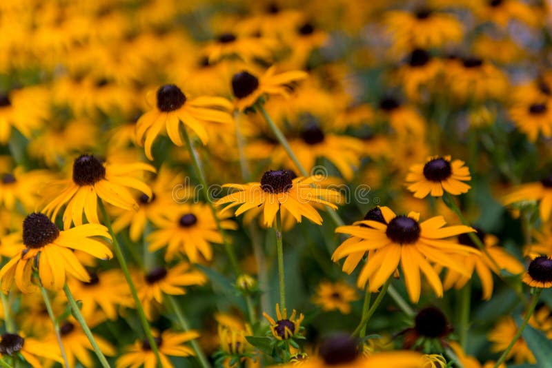 Yellow Daisies stock image. Image of flower, field, pedals 63527037