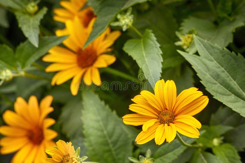 Yellow daisies in garden stock photo. Image of herb, chamomile 87291498