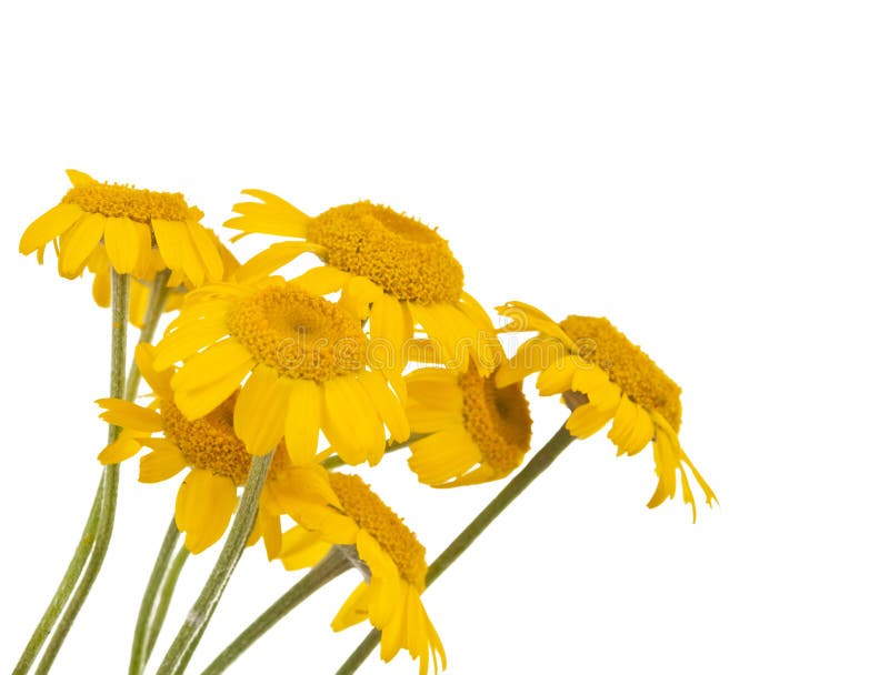 Yellow daisies isolated