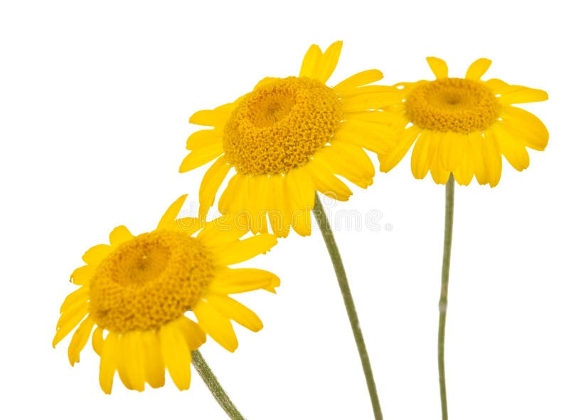 Yellow daisies isolated