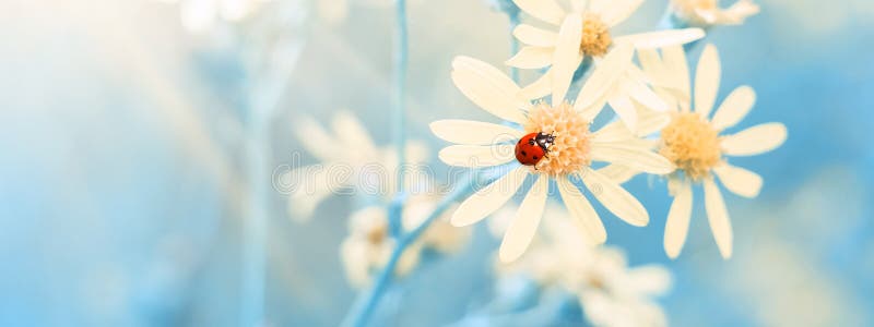 Yellow daisies with a ladybug in the sunlight against a blue sky, border. Beautiful spring floral art background. Selective focus.