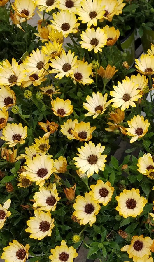 Yellow Daisies stock photo. Image of yellow, gold, foliage 113185464