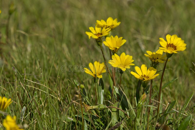 Yellow daisies in the wild stock photo. Image of meadow 39561482