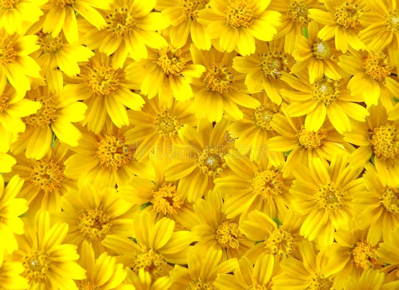 Yellow daisy