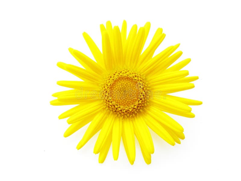 Yellow daisy stock image. Image of summer, flower, bloom - 2613951